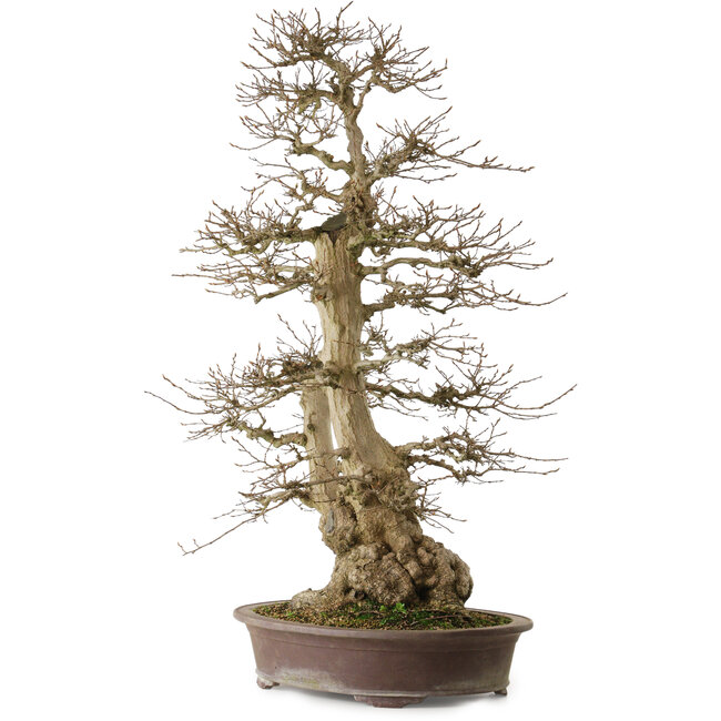 Carpinus coreana yamadori, 90 cm, ± 50 jaar oud, met een nebari van 32 cm