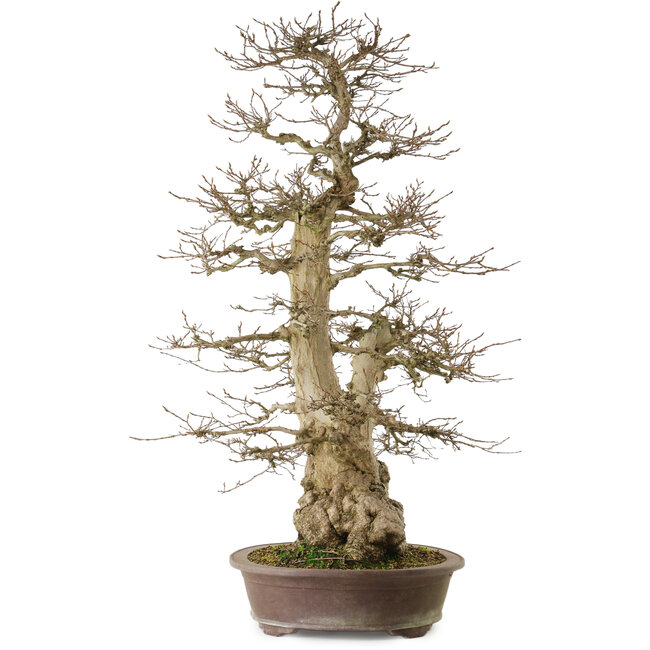 Carpinus coreana yamadori, 90 cm, ± 50 jaar oud, met een nebari van 32 cm