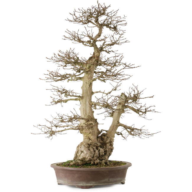 Carpinus coreana yamadori, 90 cm, ± 50 anni, con un nebari di 32 cm