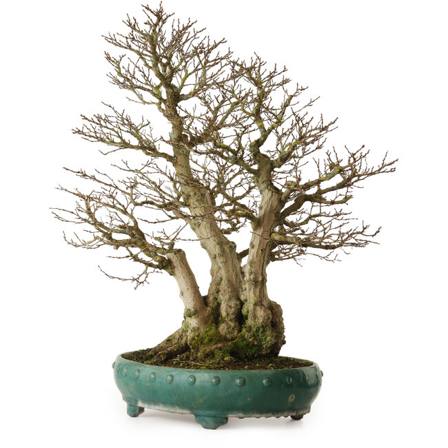 Carpinus coreana yamadori, 75 cm, ± 40 años, con un nebari de 31 cm