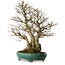 Carpinus coreana yamadori, 75 cm, ± 40 anni, con un nebari di 31 cm