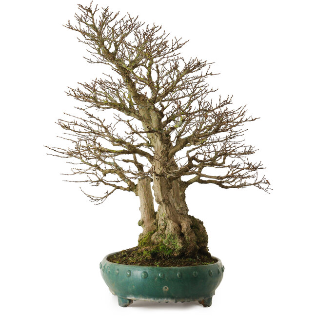 Carpinus coreana yamadori, 75 cm, ± 40 ans, avec un nebari de 31 cm
