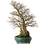 Carpinus coreana yamadori, 75 cm, ± 40 años, con un nebari de 31 cm