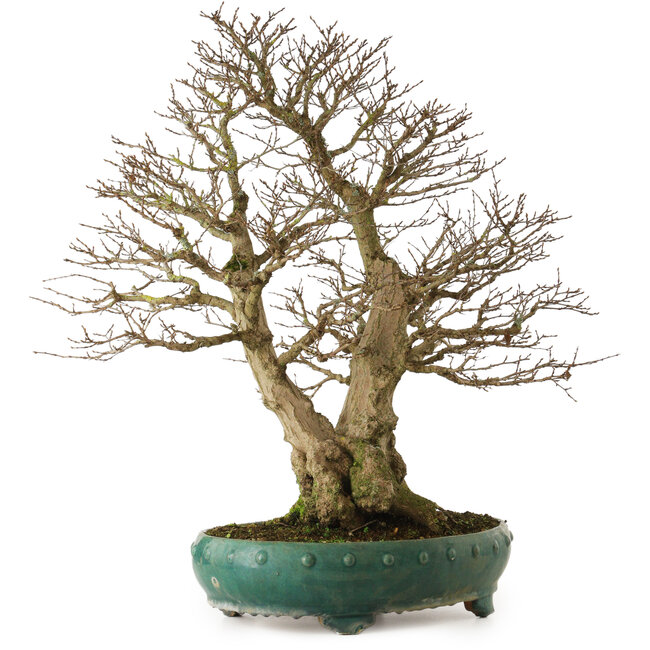 Carpinus coreana yamadori, 75 cm, ± 40 jaar oud, met een nebari van 31 cm