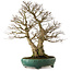Carpinus coreana yamadori, 75 cm, ± 40 años, con un nebari de 31 cm