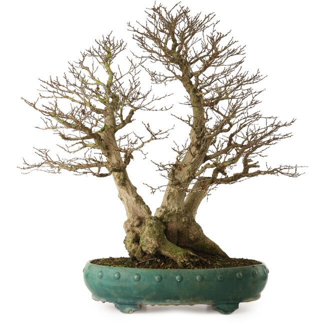 Carpinus coreana yamadori, 75 cm, ± 40 Jahre alt, mit einem Nebari von 31 cm