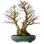 Carpinus coreana yamadori, 75 cm, ± 40 years old, with a nebari of 31 cm