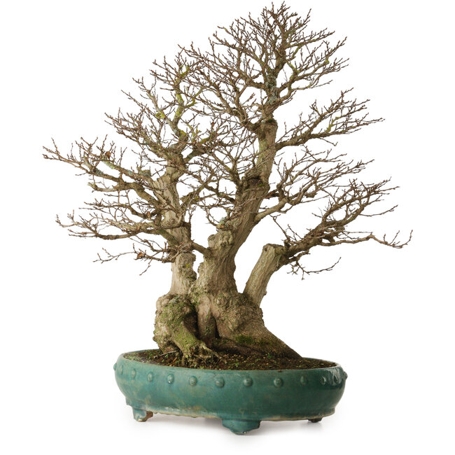 Carpinus coreana yamadori, 75 cm, ± 40 años, con un nebari de 31 cm