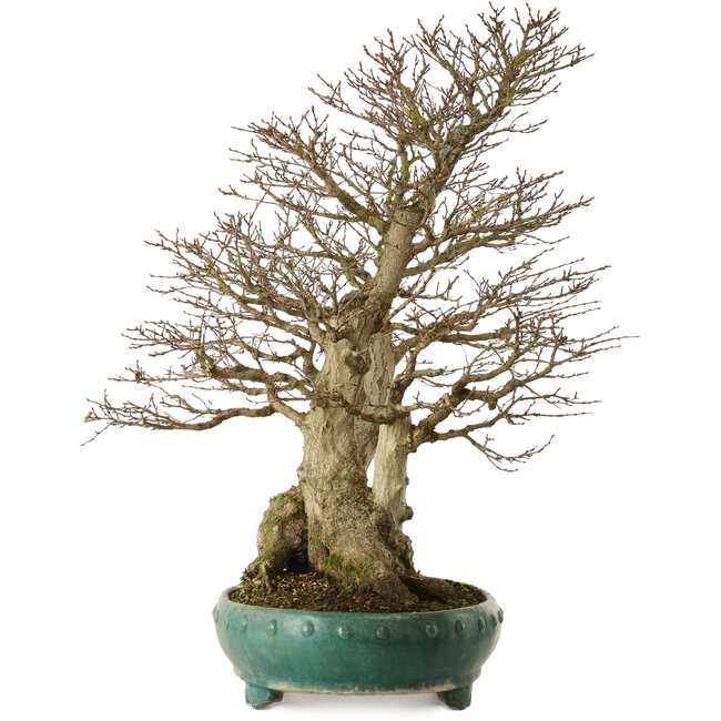 Carpinus coreana yamadori, 75 cm, ± 40 jaar oud, met een nebari van 31 cm