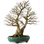 Carpinus coreana yamadori, 75 cm, ± 40 ans, avec un nebari de 31 cm