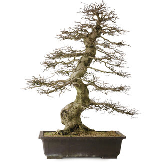 Carpinus coreana yamadori, 88 cm, ± 30 anni