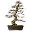 Carpinus coreana yamadori, 88 cm, ± 30 years old, with a nebari of 25 cm