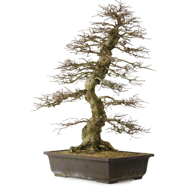 Carpinus coreana yamadori, 88 cm, ± 30 años, con un nebari de 25 cm