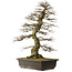 Carpinus coreana yamadori, 88 cm, ± 30 anni, con un nebari di 25 cm