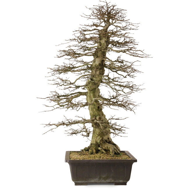 Carpinus coreana yamadori, 88 cm, ± 30 Jahre alt, mit einem Nebari von 25 cm