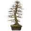 Carpinus coreana yamadori, 88 cm, ± 30 Jahre alt, mit einem Nebari von 25 cm