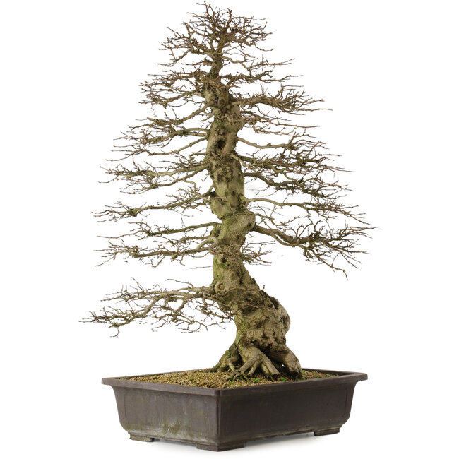 Carpinus coreana yamadori, 88 cm, ± 30 jaar oud, met een nebari van 25 cm