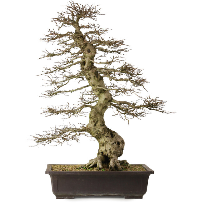 Carpinus coreana yamadori, 88 cm, ± 30 years old, with a nebari of 25 cm
