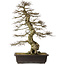 Carpinus coreana yamadori, 88 cm, ± 30 ans, avec un nebari de 25 cm