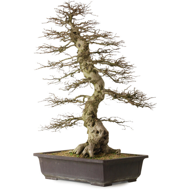 Carpinus coreana yamadori, 88 cm, ± 30 jaar oud, met een nebari van 25 cm