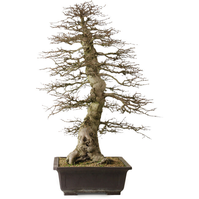 Carpinus coreana yamadori, 88 cm, ± 30 years old, with a nebari of 25 cm
