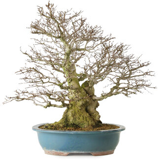 Carpinus coreana yamadori, 63 cm, ± 40 years old