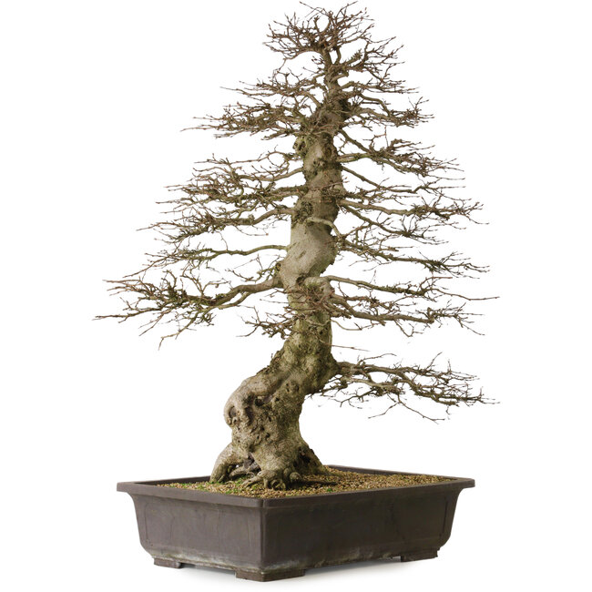 Carpinus coreana yamadori, 88 cm, ± 30 jaar oud, met een nebari van 25 cm