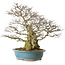 Carpinus coreana yamadori, 63 cm, ± 40 jaar oud, met een nebari van 30 cm
