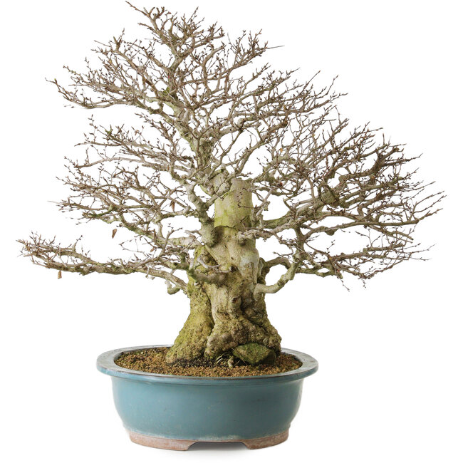 Carpinus coreana yamadori, 63 cm, ± 40 jaar oud, met een nebari van 30 cm