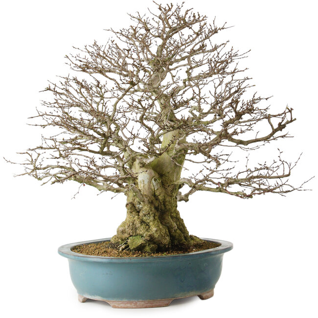 Carpinus coreana yamadori, 63 cm, ± 40 jaar oud, met een nebari van 30 cm