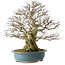 Carpinus coreana yamadori, 63 cm, ± 40 jaar oud, met een nebari van 30 cm