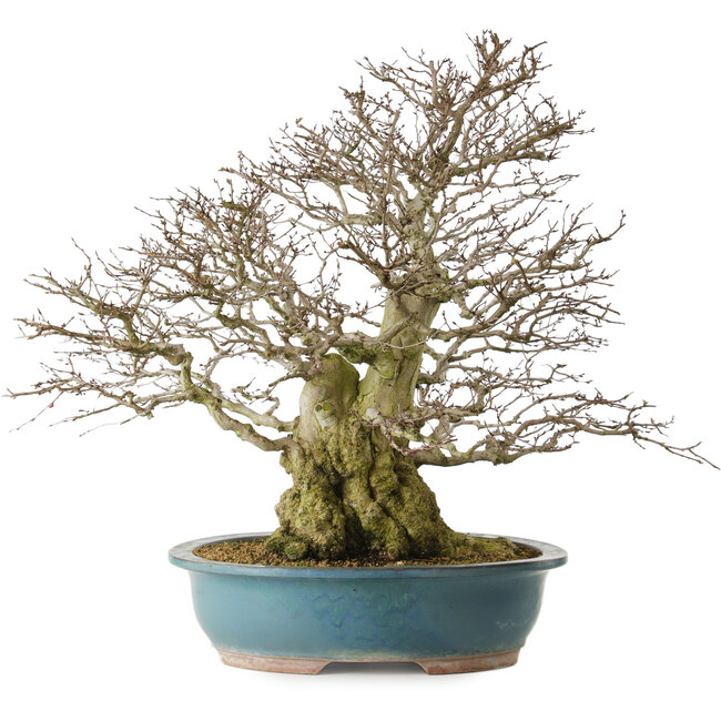 Carpinus coreana yamadori, 63 cm, ± 40 años, con un nebari de 30 cm