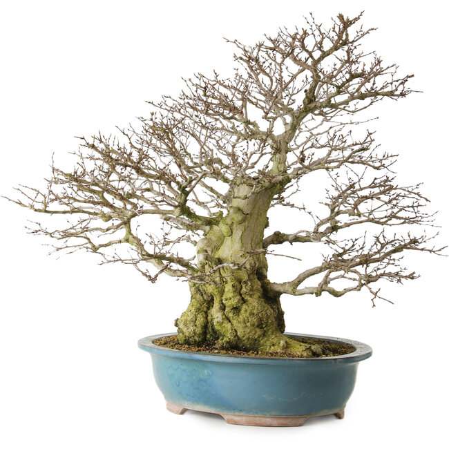 Carpinus coreana yamadori, 63 cm, ± 40 anni, con un nebari di 30 cm