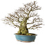 Carpinus coreana yamadori, 63 cm, ± 40 years old, with a nebari of 30 cm