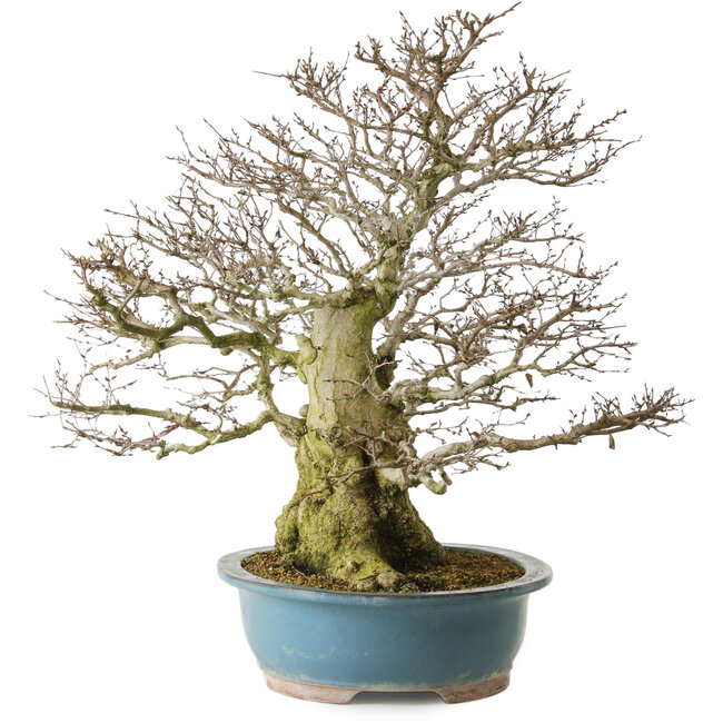 Carpinus coreana yamadori, 63 cm, ± 40 years old, with a nebari of 30 cm