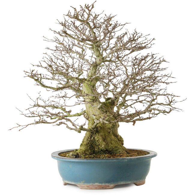 Carpinus coreana yamadori, 63 cm, ± 40 years old, with a nebari of 30 cm