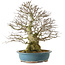 Carpinus coreana yamadori, 63 cm, ± 40 years old, with a nebari of 30 cm