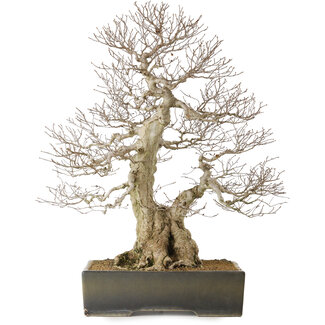 Carpinus coreana yamadori, 68 cm, ± 40 Jahre alt