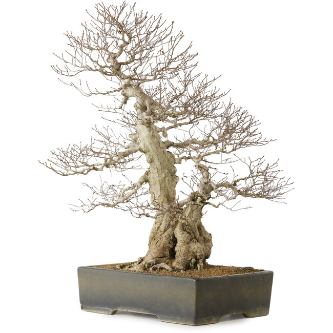Carpinus coreana yamadori, 68 cm, ± 40 Jahre alt, mit einem Nebari von 25 cm