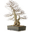 Carpinus coreana yamadori, 68 cm, ± 40 Jahre alt, mit einem Nebari von 25 cm