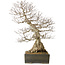 Carpinus coreana yamadori, 68 cm, ± 40 Jahre alt, mit einem Nebari von 25 cm