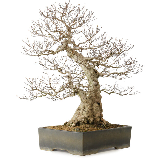 Carpinus coreana yamadori, 68 cm, ± 40 Jahre alt, mit einem Nebari von 25 cm