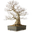 Carpinus coreana yamadori, 68 cm, ± 40 Jahre alt, mit einem Nebari von 25 cm