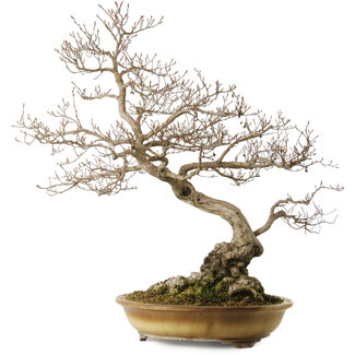 Carpinus coreana yamadori, 80 cm, ± 40 Jahre alt