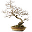 Carpinus coreana yamadori, 80 cm, ± 40 Jahre alt, mit einem Nebari von 35 cm