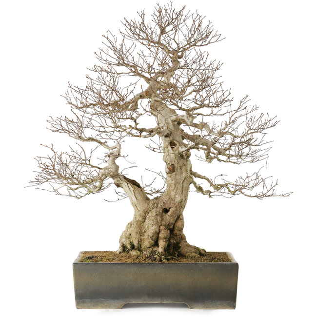Carpinus coreana yamadori, 68 cm, ± 40 Jahre alt, mit einem Nebari von 25 cm