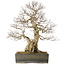 Carpinus coreana yamadori, 68 cm, ± 40 Jahre alt, mit einem Nebari von 25 cm