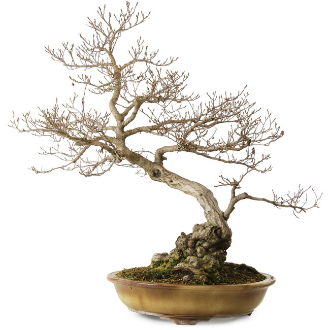 Carpinus coreana yamadori, 80 cm, ± 40 anni, con un nebari di 35 cm