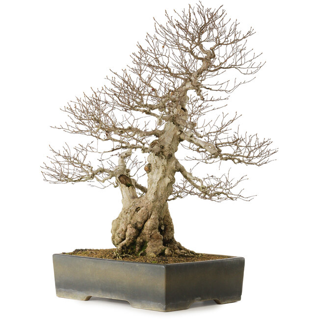 Carpinus coreana yamadori, 68 cm, ± 40 Jahre alt, mit einem Nebari von 25 cm