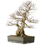 Carpinus coreana yamadori, 68 cm, ± 40 Jahre alt, mit einem Nebari von 25 cm